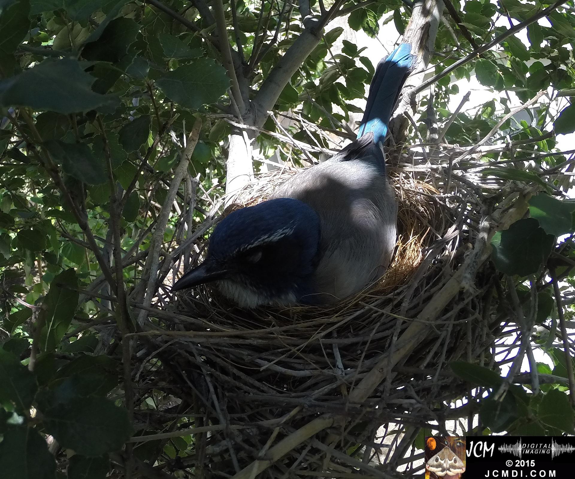 Scrub Jay Nest snoozing Documentary GoPro Hero3+ Black polecam 4-4-2015 Santa Clarita JCMDI.COM